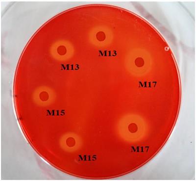 Screening of bioflocculant and cellulase-producing bacteria strains for biofloc culture systems with fiber-rich carbon source
